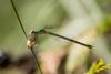 Lestes virens